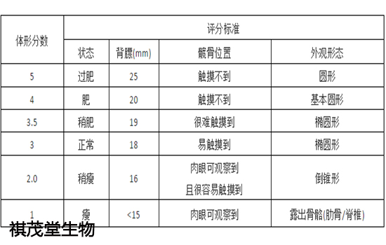 母猪体况评分标准图图片