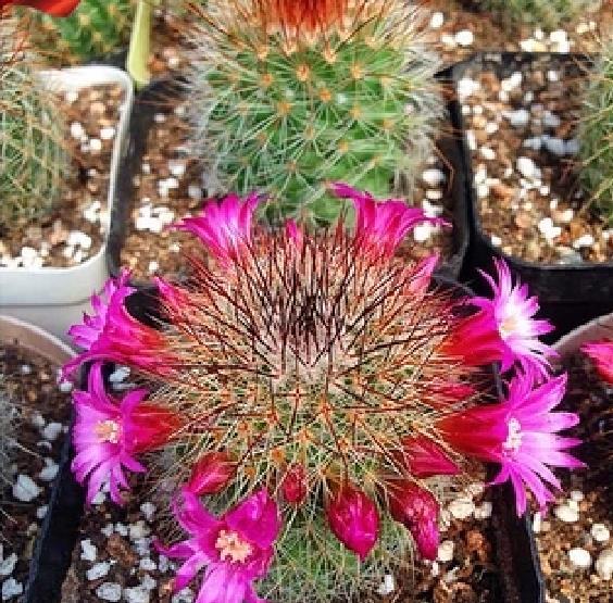 盆景仙人掌科多肉猩猩球栽培与养护技术