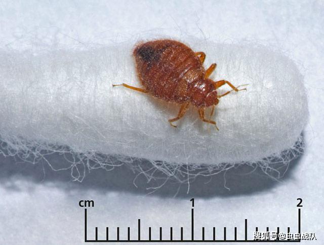 如何才能消灭臭虫远离臭虫