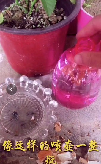 植物喷洒一次,使用2-3次就可以将虫子全部消灭啦,因为烟头中含有烟碱