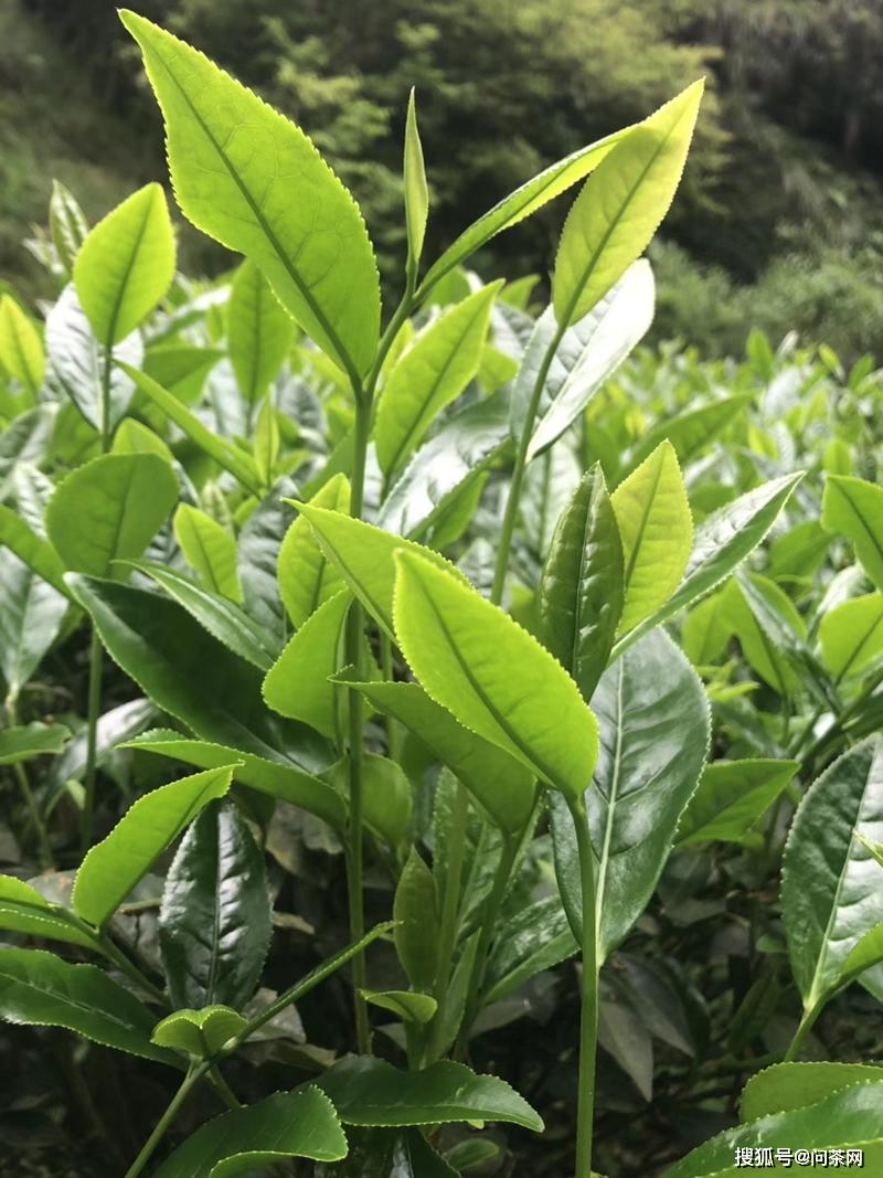 浓香型铁观音口感特点