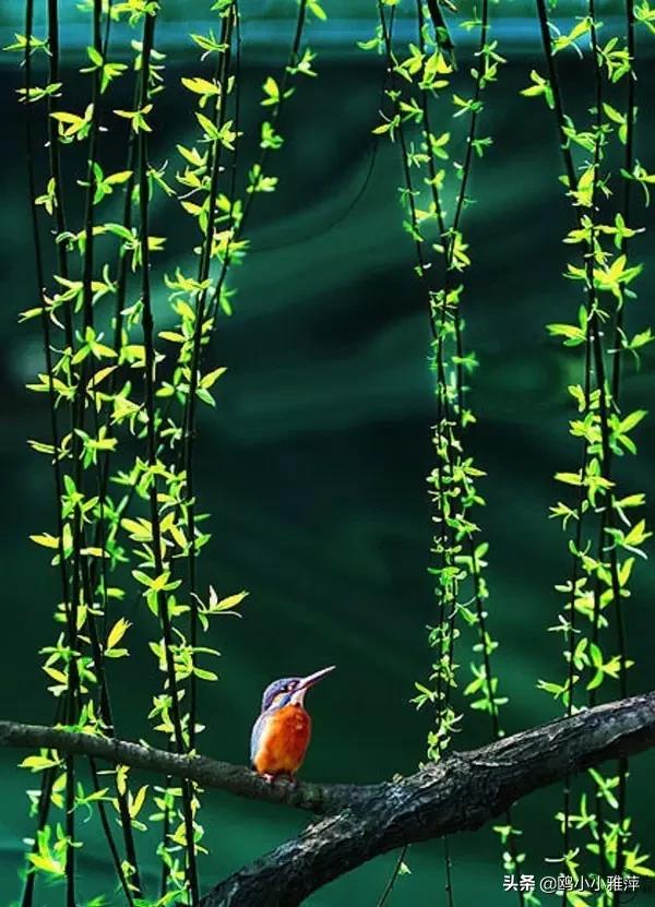 上联枝上吹棉柳求下联