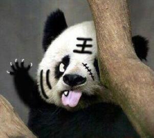 熊猫4k高清表情包图片