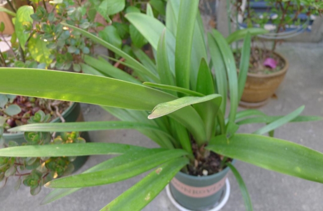 朱顶红长叶不开花?3个"问题",需要注意起来!