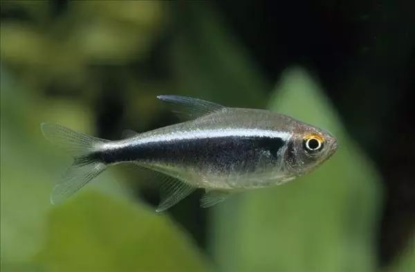 每日一鱼黑莲灯鱼体色发黑眼睛上缘呈红色