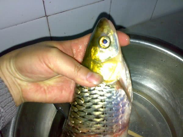 1,钓位:这次是在一个所谓的华尖处,所谓的华尖就是比其他地方突出三四