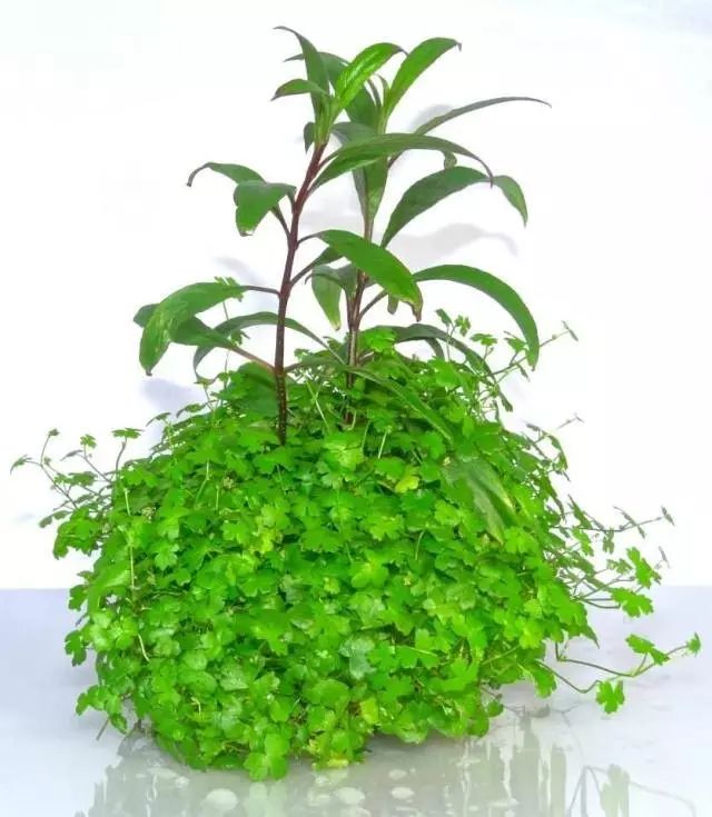 试试这一盆小杂草——天胡荽!