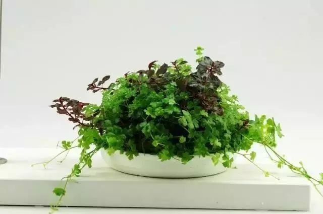 养不活植物试试这一盆小杂草天胡荽