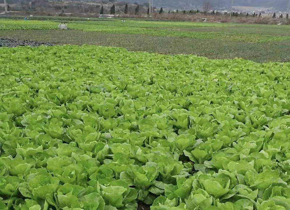 蔬果滞销急需援手市文广旅体局邀您共解燃眉之急