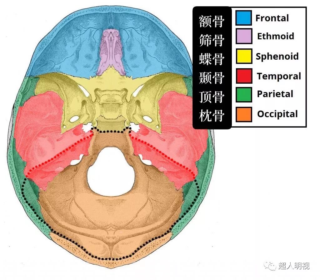 颅前窝解剖图片