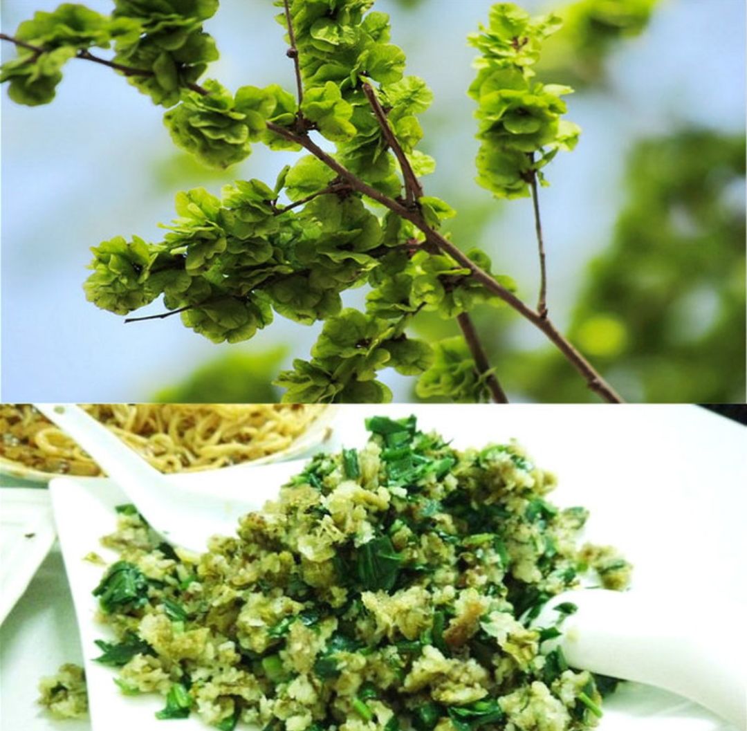 敦煌八大怪.你说奇怪不奇怪!_榆钱