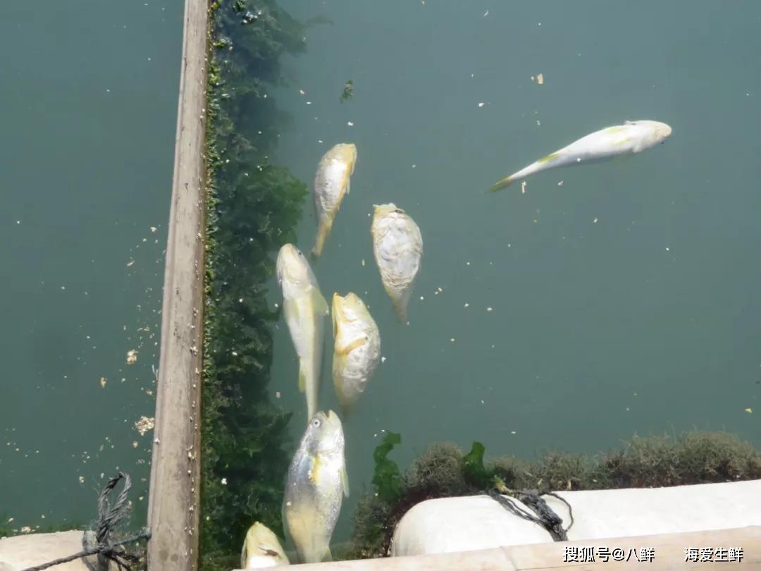 从敲罟围捕到以养代捕,中国大黄鱼花明柳暗的前世今生!_养殖