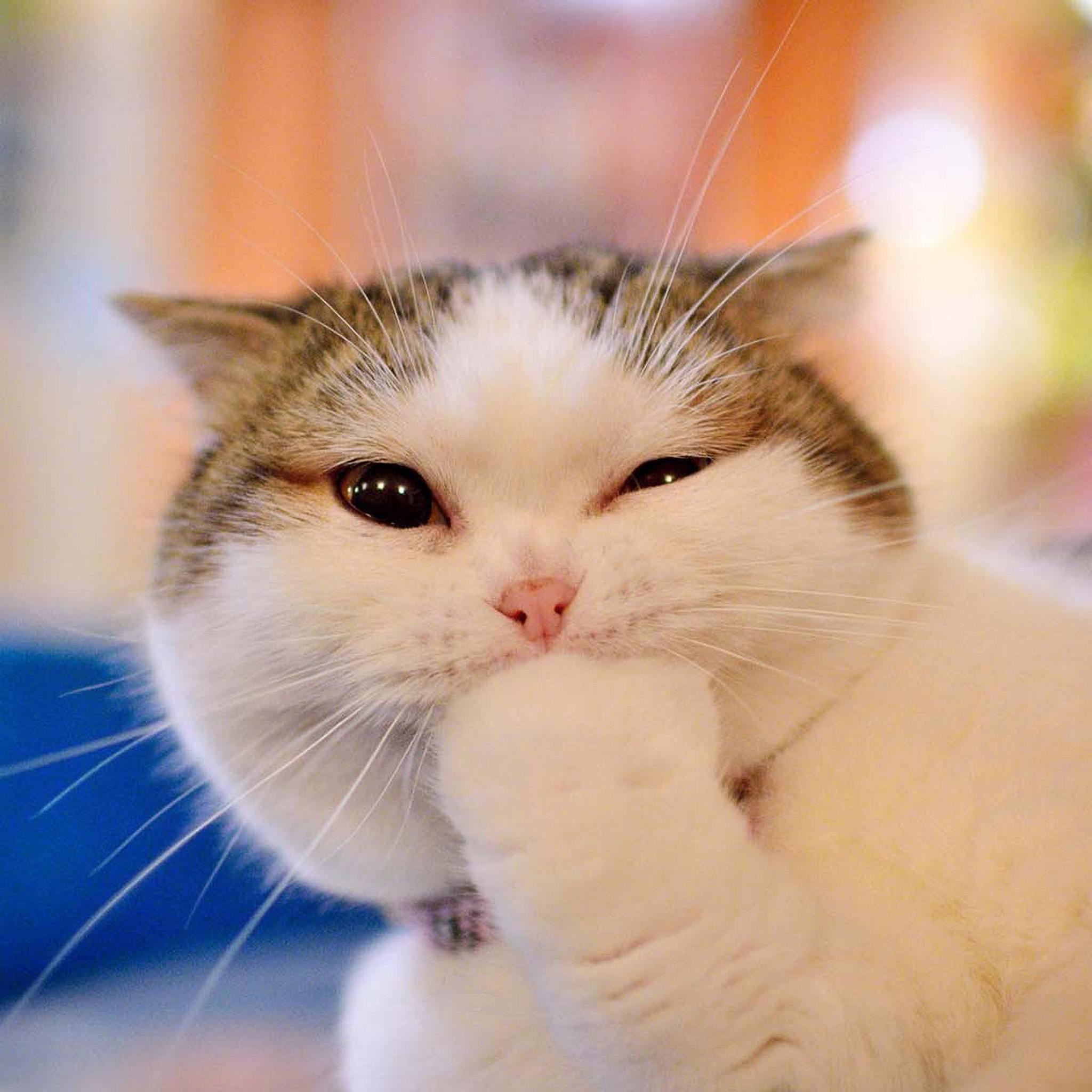 为什么猫喝羊奶粉比牛奶更不易腹泻?