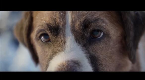《野性的呼唤》最新预告发布 雪橇犬巴克的成狼之路