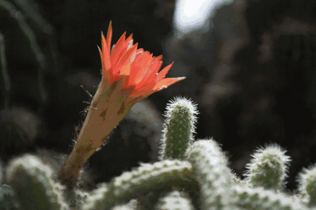 美国心理学家查丝雷尔说:"称赞对鼓励人类灵魂而言,就像阳光一样,没有