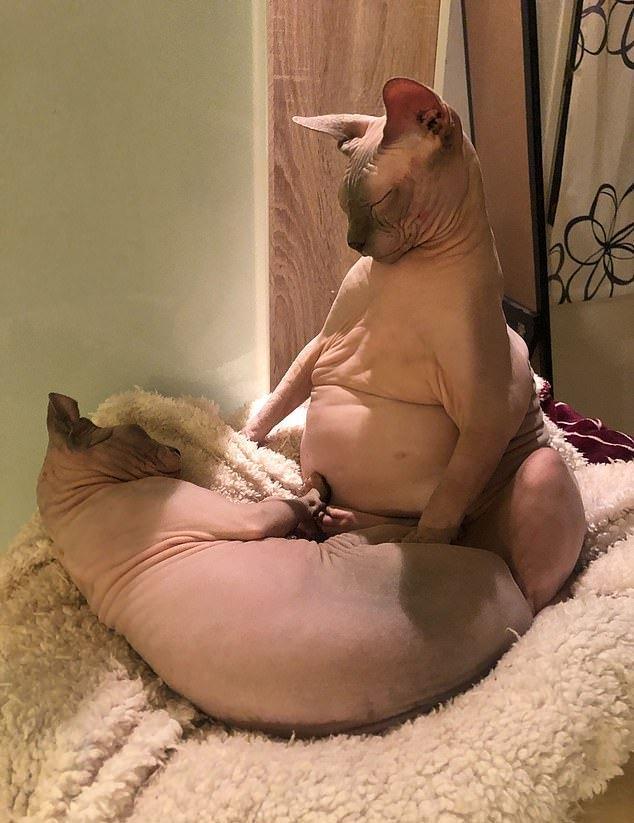 我家猫太胖了人家只是毛茸茸不对它是真胖