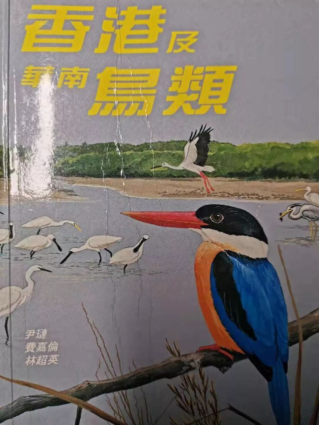 费嘉伦走了她是众多观鸟者和画者的启蒙人