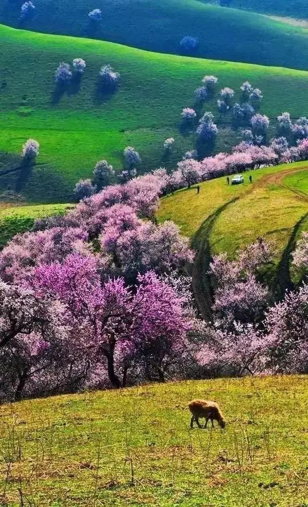 惊艳盛开,一团一团的粉色,犹如燃烧的云朵镶嵌在天山腹地初绿的草原上