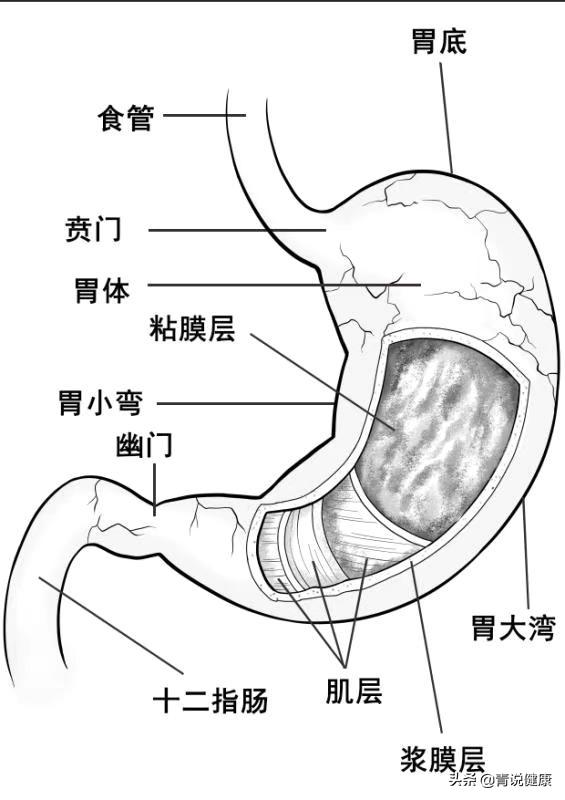 胃的分层结构图图片