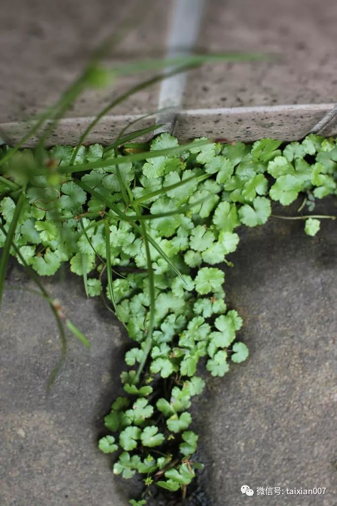 试试这一盆小杂草——天胡荽!