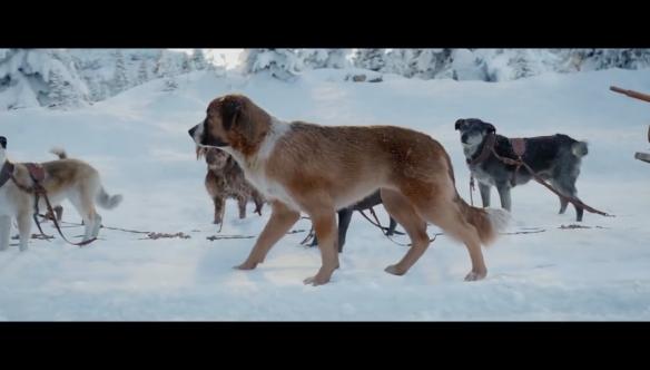 雪橇犬电影巴克图片