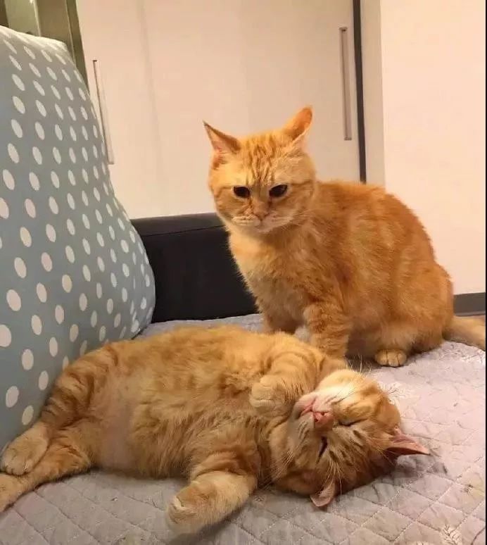 家里养了两只橘猫后,另一只总在天天担心ing.