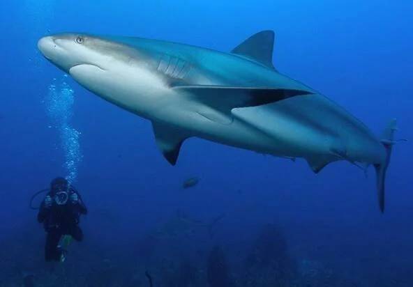 原创小虎鲨勇斗大一半的牛鲨无沟双髻鲨大获全胜