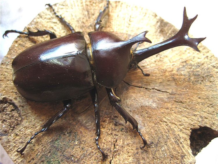 奇妙的甲虫世界,以及甲虫科普书籍推荐