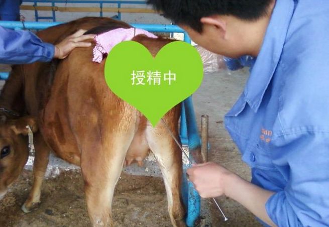 初配小母牛是人工授精,还是自然交配好呢?_公牛