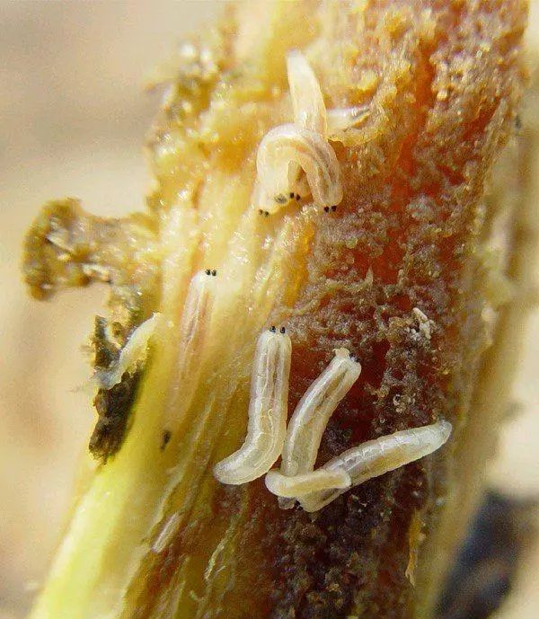 金针虫:为害各种蔬菜根及根茎部.蛴螬:多食性,为害各种蔬菜.