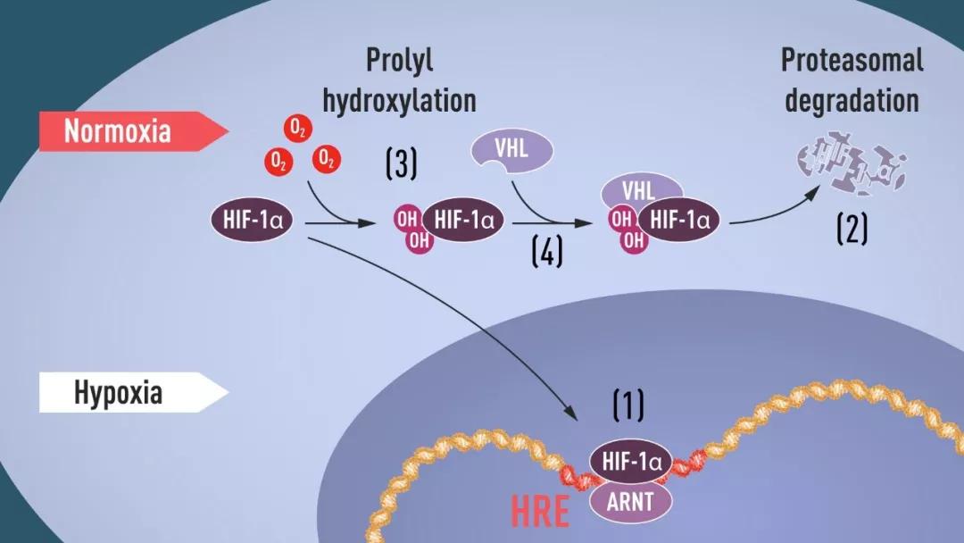 低氧诱导因子1α(hif1α)是应答低氧调控的关键转录因子,它在低氧条件