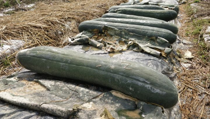 英德长岭400万斤黑皮冬瓜因疫情滞销,期待您伸援手.