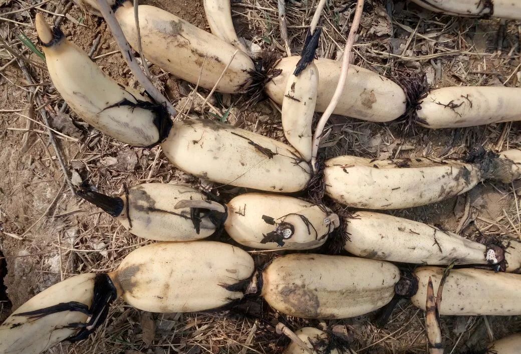 鄂莲4号鄂莲5号中早熟,入泥深30厘米,主藕5-6节,长120厘米,横断面椭圆