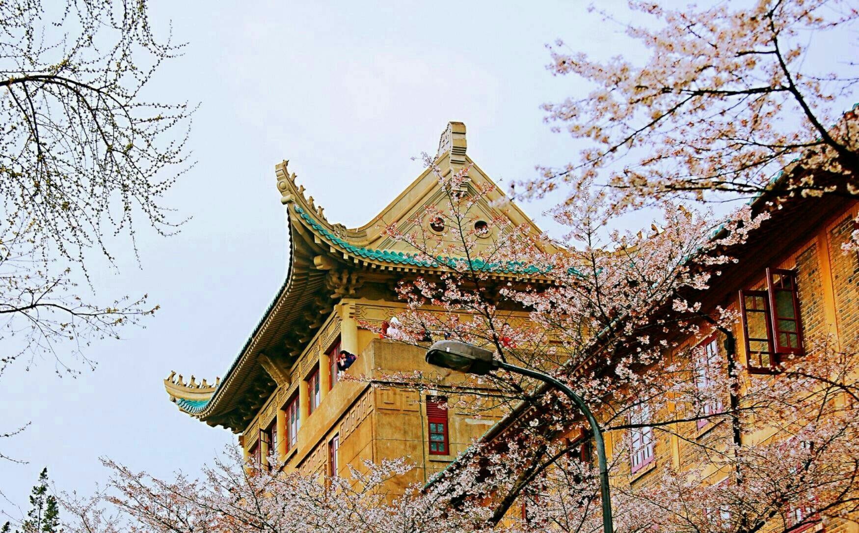 旅游攻略武汉大学初春的浪漫樱花还有众多中西合璧的老建筑