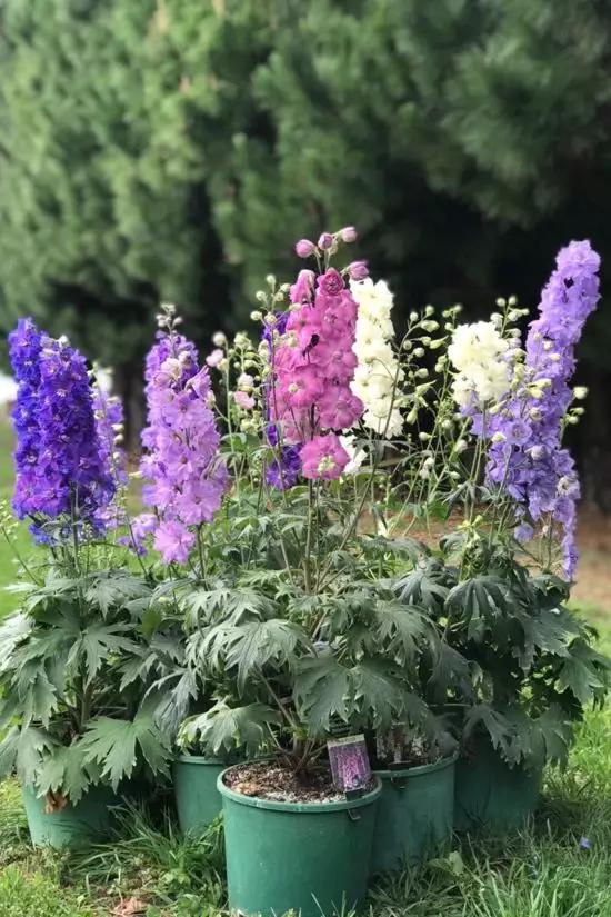 这种酷似燕子的花自带贵族气息可以耐30的低温