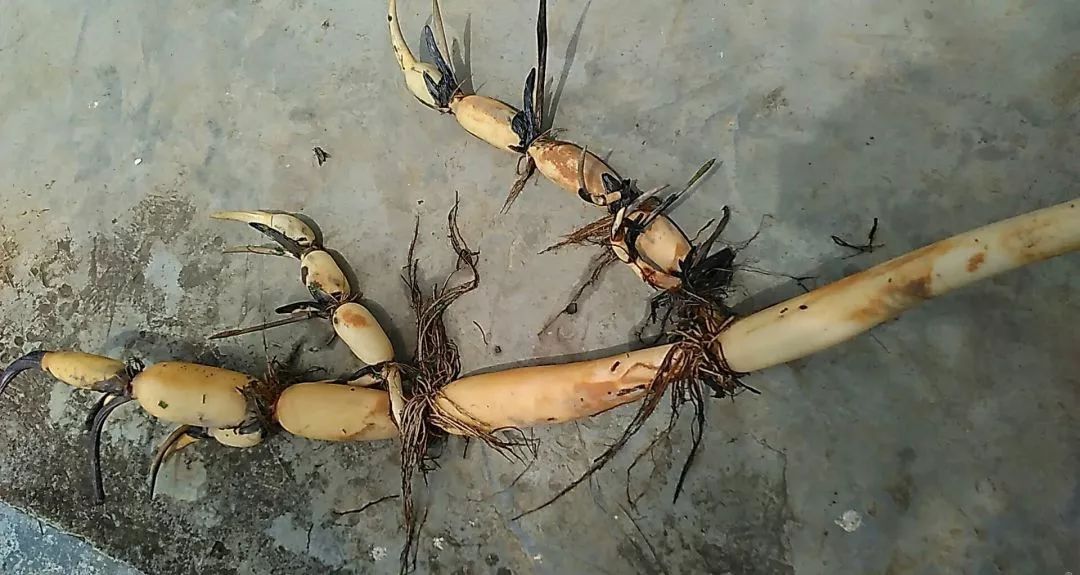 清炒炖汤味美可口的湖北藕5步读懂