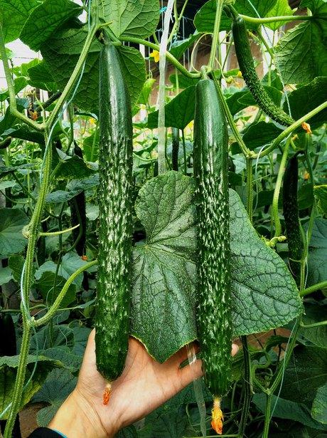油亮抗病高产全雌黄瓜乾德107耐寒黄瓜品种