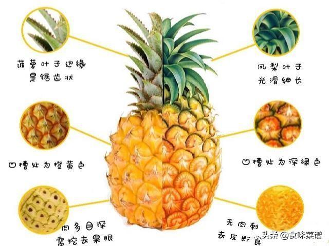 凤梨就是菠萝菠萝就是凤梨经久不衰的话题让我们一次搞清楚