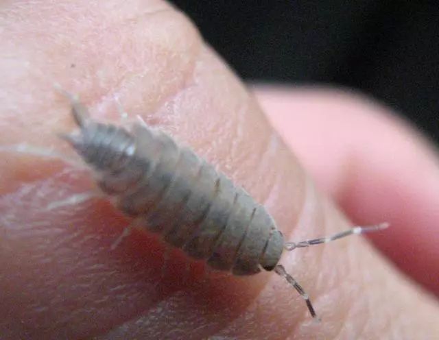 苗期害虫02根螨:为害蒜,姜,芦笋,马铃薯等经济作物.