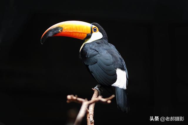 鞭笞巨嘴鸟 又名巨嘴鸟,鵎鵼鞭笞巨嘴鸟鞭笞巨嘴鸟鞭笞巨嘴鸟 又名