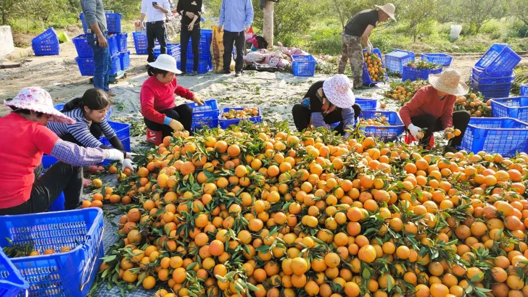 喜多多为您甄选潮州饶平新鲜直采焦柑,限时2.88元/斤!