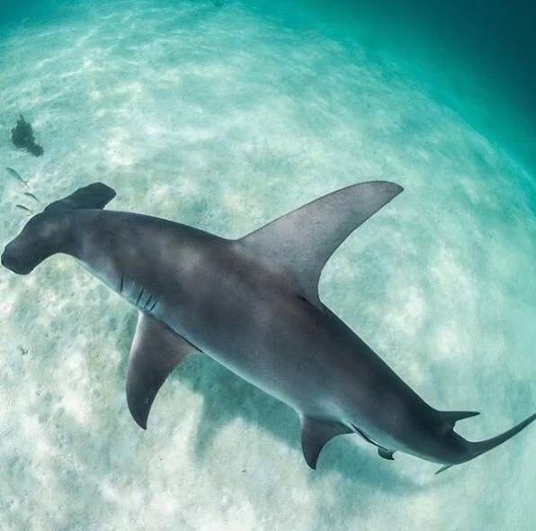 原创小虎鲨勇斗大一半的牛鲨无沟双髻鲨大获全胜