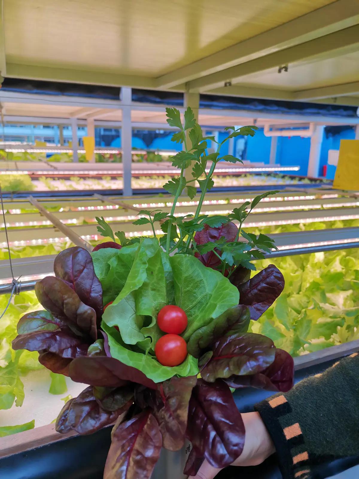 美女自己扎一束蔬菜花,在百源康魚菜工廠過不一樣的情人節