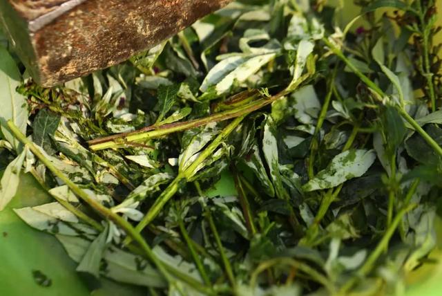 这种草20分钟让我捕了3条鱼_麻醉