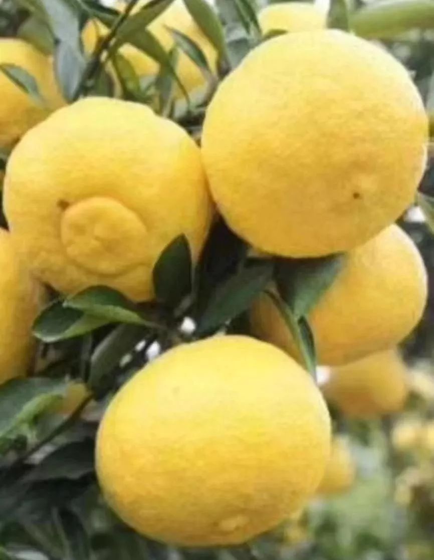 春香桔柚(佛印桔)属日本杂交柑桔,扁球形,果面黄白色,皮色与尤力克