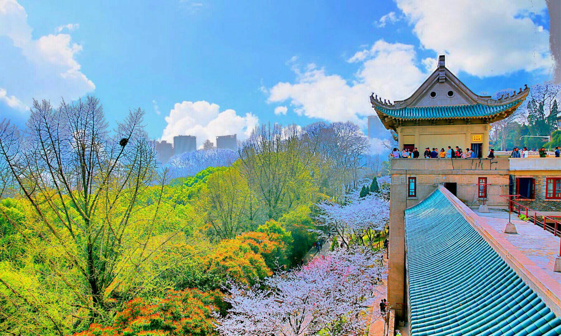 近年来,武大的樱花名声远扬,校园内主要赏樱地点有:樱花城堡,樱花大道