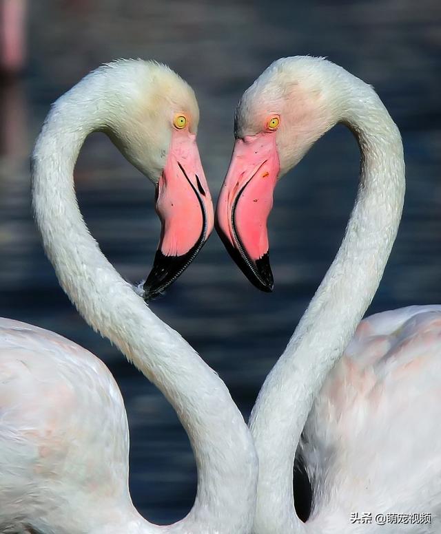情人节快乐送你一组比心和秀恩爱的动物们