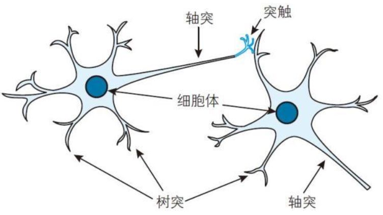 神经元结构 简图图片