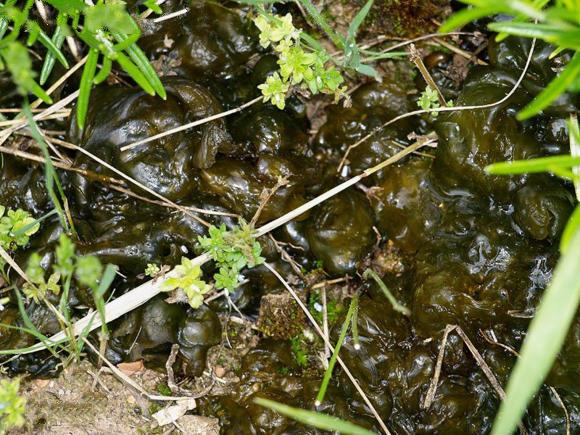 又名地皮菜,葛仙米,地见皮,地卷皮,地皮菇,地皮菌,地耳菜,地踏菇,地踏