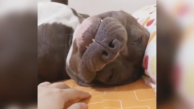 斗牛梗倒在床上睡到翻白眼怎么叫都叫不醒